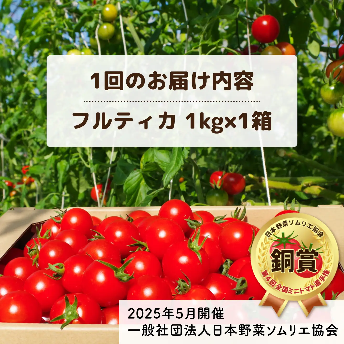 【先行予約】【全3回定期便】 フルティカ 1kg糸島市 / かわぞえ農園 トマト 中玉トマト 【2026年11月以降順次発送】[AAM010]
