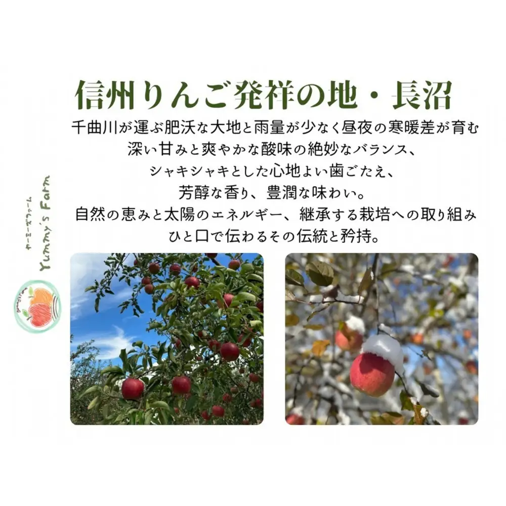【訳あり】ヤーミーズファーム　生産農家直送 人にやさしい 長沼りんご・秋映3kg（ご家庭用） |  りんご 林檎 フルーツ 果物 秋映 家庭用 長沼 おすすめ 人気 送料無料 長野県 長野市 信州 信濃 ふるさと納税