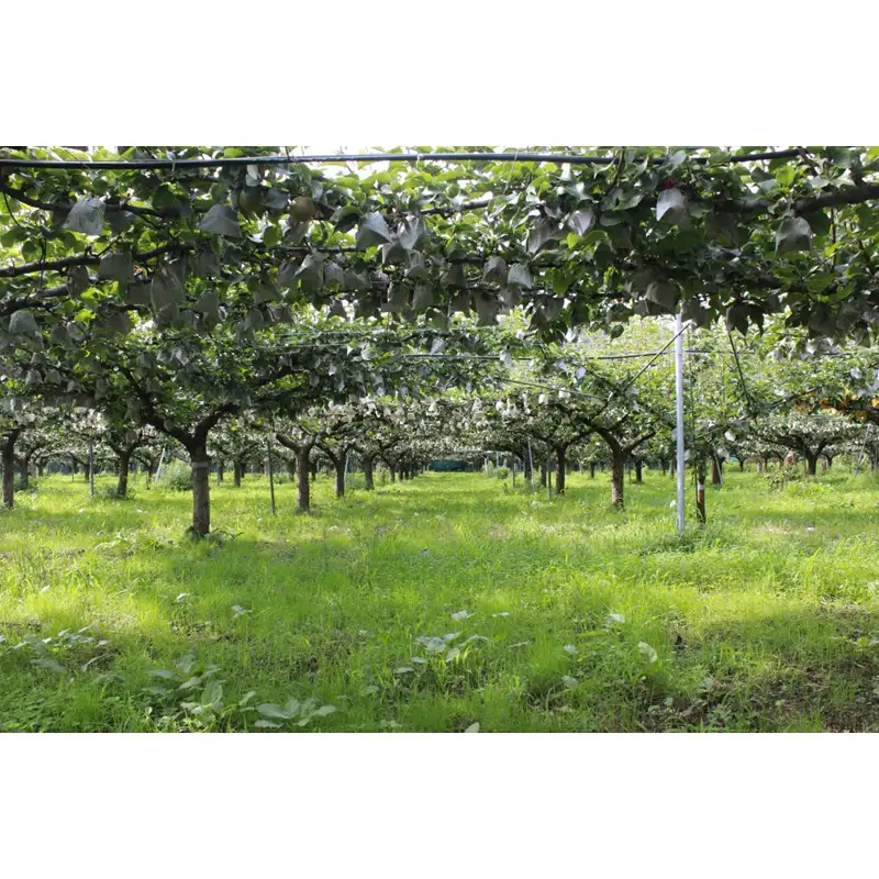 京丹後市 王秋梨 5kg｜梨