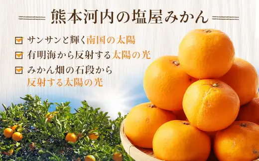 ＜ R8年熊本地震復興支援 ＞＜2027年1月発送予定＞【不揃い】選べる 河内 塩屋みかん 4kg 青島みかん 熊本 国産 みかん 蜜柑 ミカン 果物 くだもの フルーツ