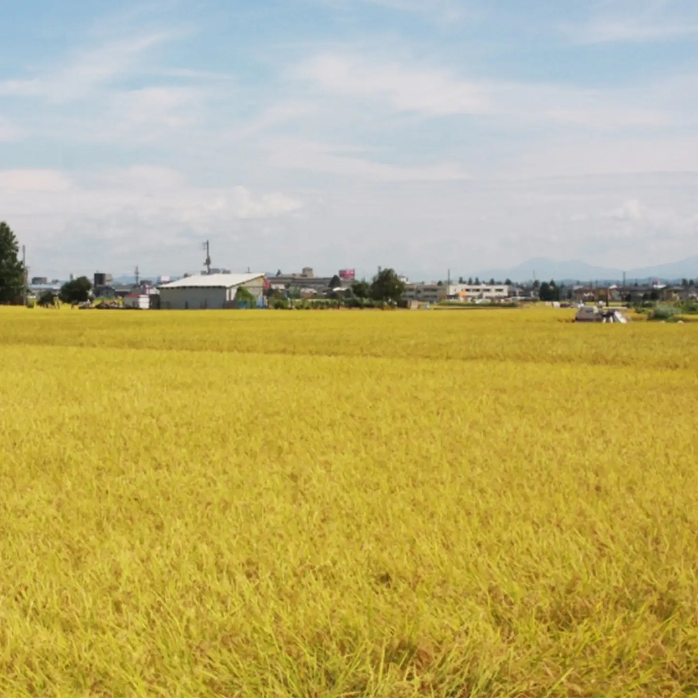 75-7N101C新潟県長岡産コシヒカリ10kg（特別栽培米）【2026年7月発送】