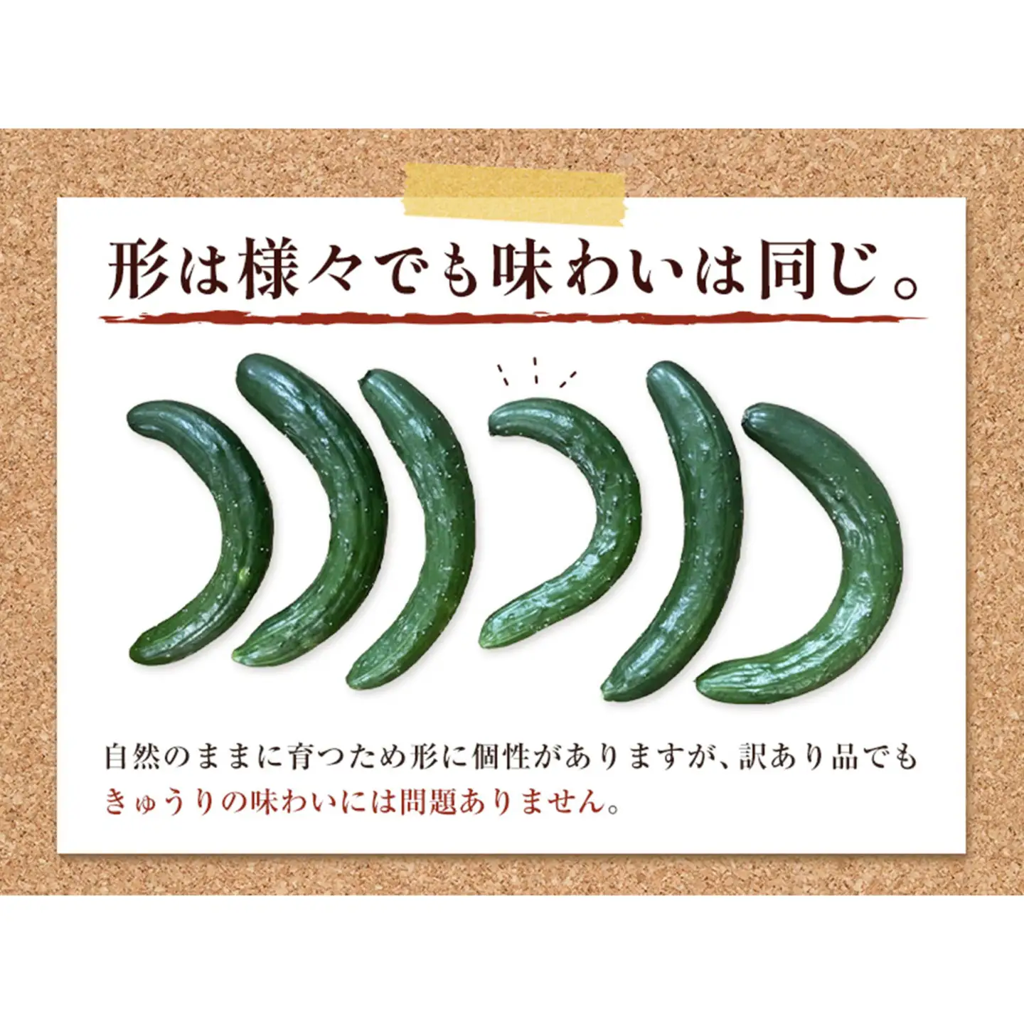 きゅうり 訳あり 約2kg 秋山農園