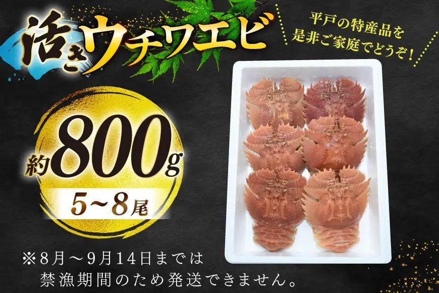 エビ 活き うちわえび 5～8尾 約800g