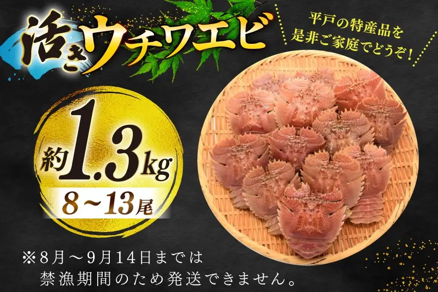 エビ 活き うちわえび 8～13尾 約1.3kg