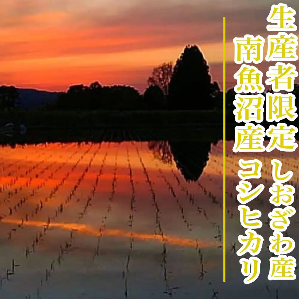 【令和8年産 新米】【1Kg】生産者限定／契約栽培 南魚沼しおざわ産コシヒカリ【銘柄米 精米 こしひかり コシヒカリ 魚沼産 新潟米 お米 米 こめ コメ ご飯 御飯 ごはん】【2026年10月上旬より1ヶ月以内に順次発送予定】