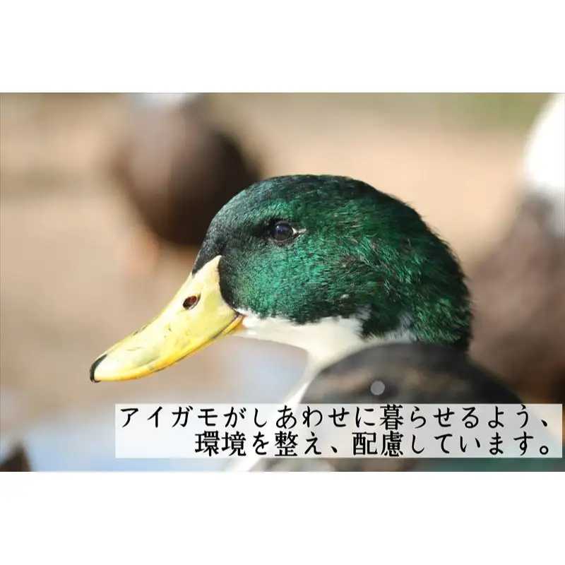 【定期便3ヶ月】有機JAS 多可町 きぬむすめ 玄米 5kg×3回 計15kg 農園若づる 有機栽培 オーガニック アイガモ 合鴨農法 無農薬 無化学肥料 即納 [1389]