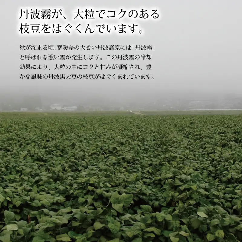 《先行予約》丹波黒枝豆 枝付き 2kg 京都 京丹波町産 【 枝豆 おつまみ 】[011KK001L]