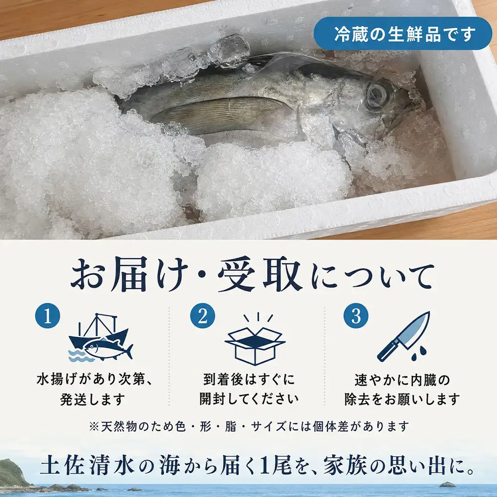 キハダマグロ 1尾 約2～2.5kg 約40～60cm 約8～12人前 下処理あり【R01758】