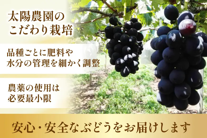 生産者厳選 ぶどう食べ比べ おまかせ詰め合わせセット約2kg