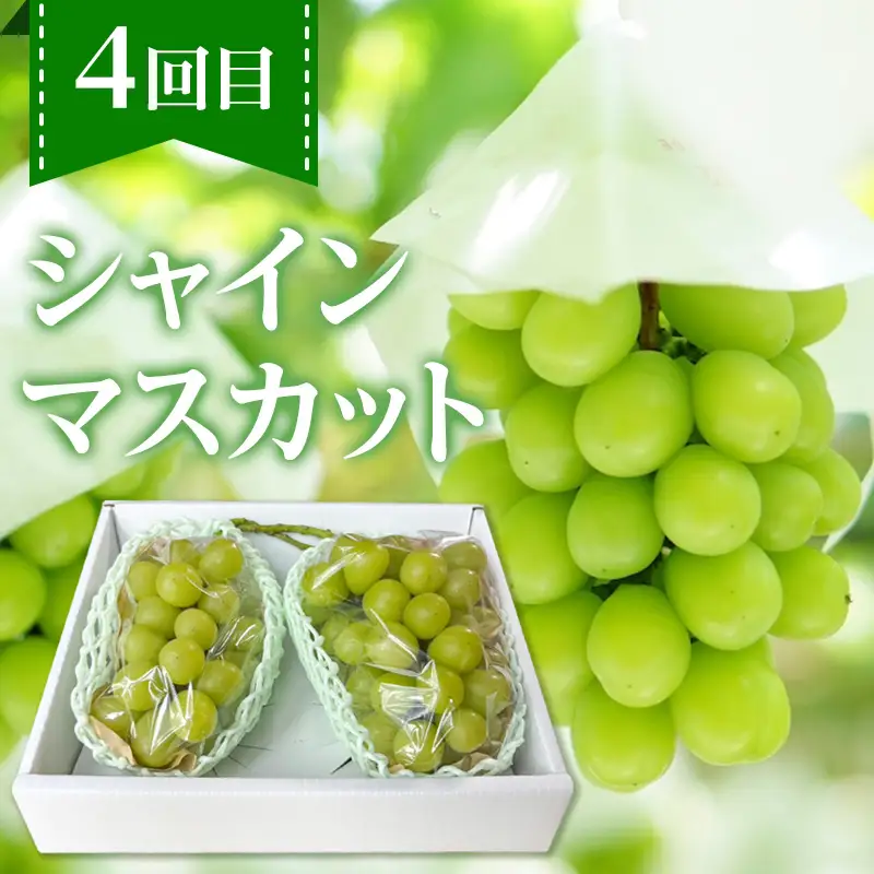 【定期便4回】ノノハナフルーツ 笑顔花咲く定期便 FY26-233