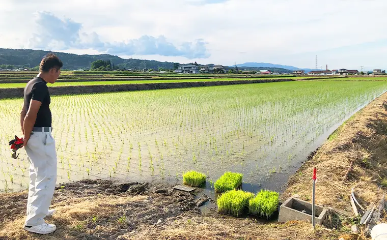 令和7年度産 山形産 「つや姫」10kg (精米) 特別栽培米 8割減農薬・9割減化学肥料（当地比）【カブトエビが泳ぐほそやさんの田んぼから】微生物を活性化させるワーコム栽培 FY26-269