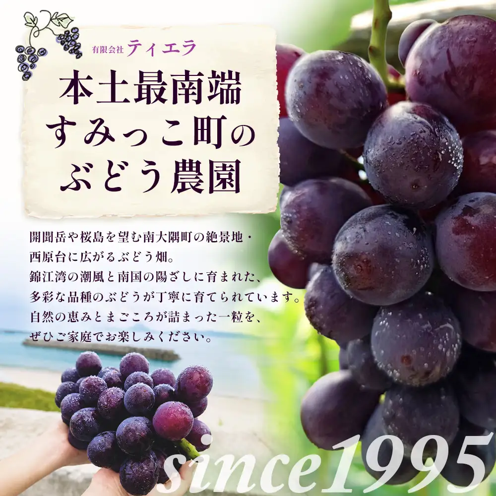 【もうすぐ終了・～9/15まで】本土最南端のぶどう 高墨 約2kg(4～6房）種無し TE-2｜ 黒ぶどう たかすみ 産地直送 旬 ブドウ 葡萄 ぶどう フルーツ 果物 くだもの 数量限定 果実 巨峰 枝変わり 鹿児島県 南大隅町 有限会社ティエラ　