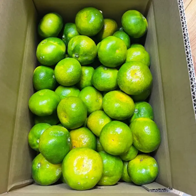 2026年秋よりお届け フジカワ温州みかん 約5kg 果物類 柑橘類 フルーツ  柑橘 みかん ミカン 蜜柑 デザート 果物 くだもの 果実 食品 FAH-0175