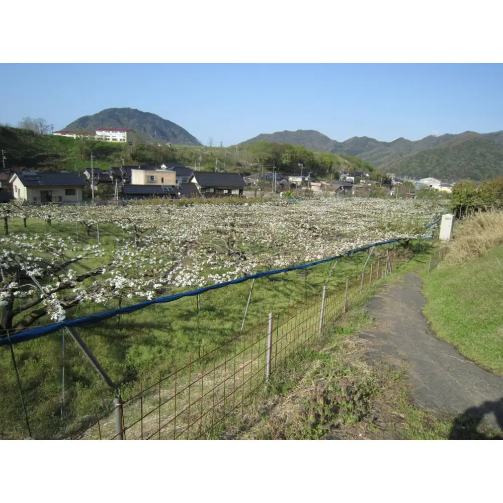 山根農園 二十世紀梨 ギフト2kg