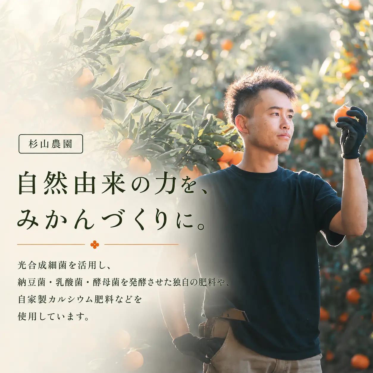 訳あり 温州みかん箱込み2キロ