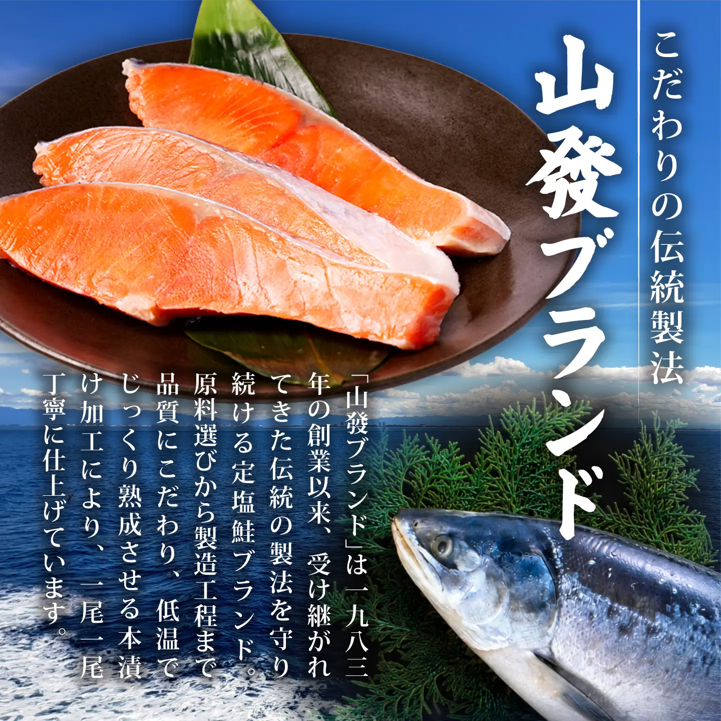 訳あり 厚切り 銀鮭 1.5kg 鮭