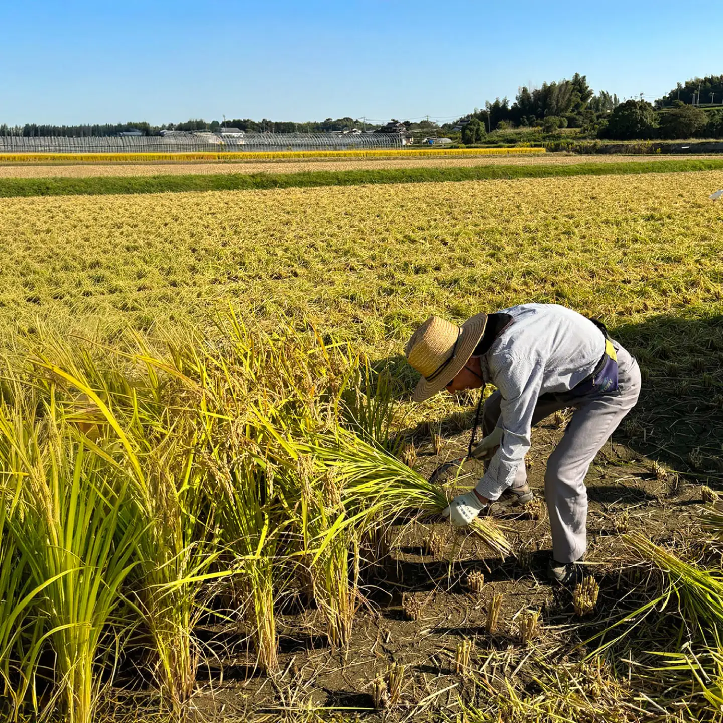 【令和8年産 新米】野田さんちのお米 元気つくし 10kg 広川町 / 広川いちご園[AFCO001]