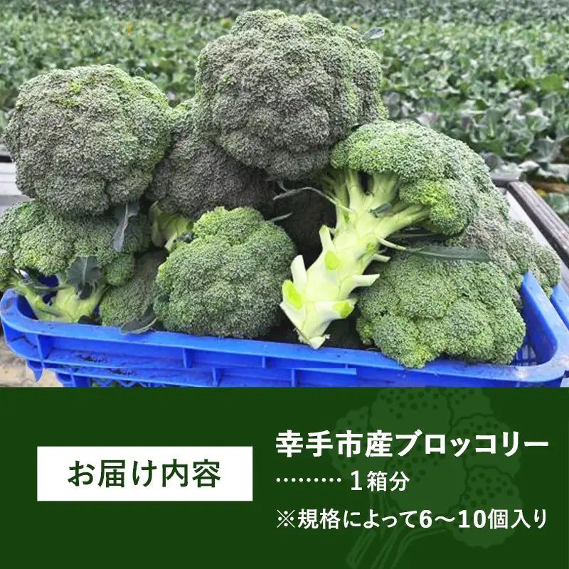 【きあり農園】2026年度 幸手市産 ブロッコリー 1箱 - 朝採れ 旬野菜 産地直送 野菜 ベジタブル 美味しい おいしい おつまみ 晩酌 サラダ 温野菜 おすすめ 送料無料 埼玉県 幸手市
