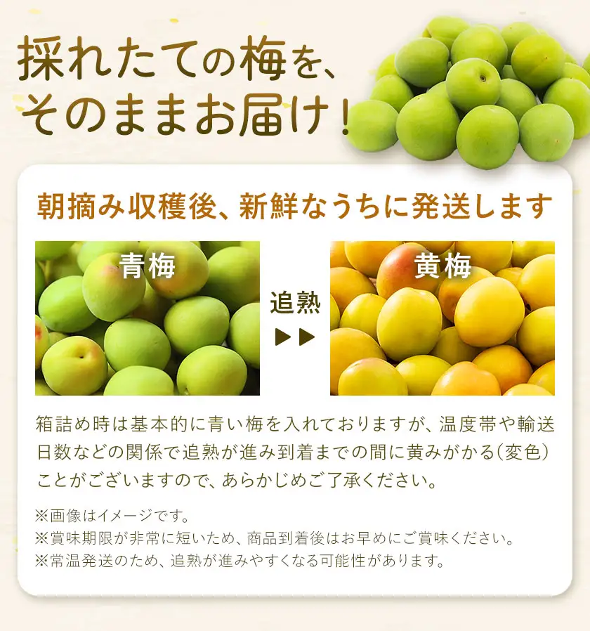  南高梅 約5kg (2L~4L) マル二