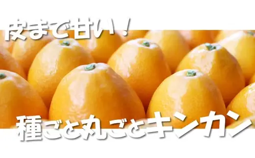 ＜ R8年熊本地震復興支援 ＞金柑 1kg 熊本県産 ハウス栽培 完熟 フルーツ きんかん キンカン くだもの 果物 果実 果汁 食感 果肉 甘み 国産 旬 柑橘 種 【 2027年1月下旬～2027年2月下旬発送予定 】