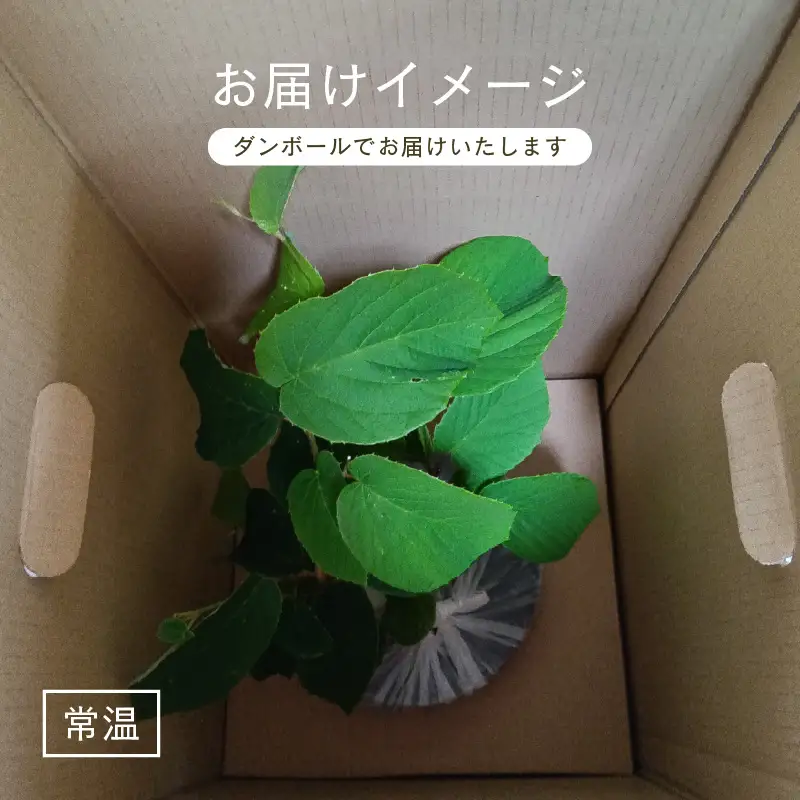 【先行予約】トサミズキ 苗木（鉢物）【2027年4月中旬以降順次発送】【とさみずき 花 フラワー】 [m47-a028]