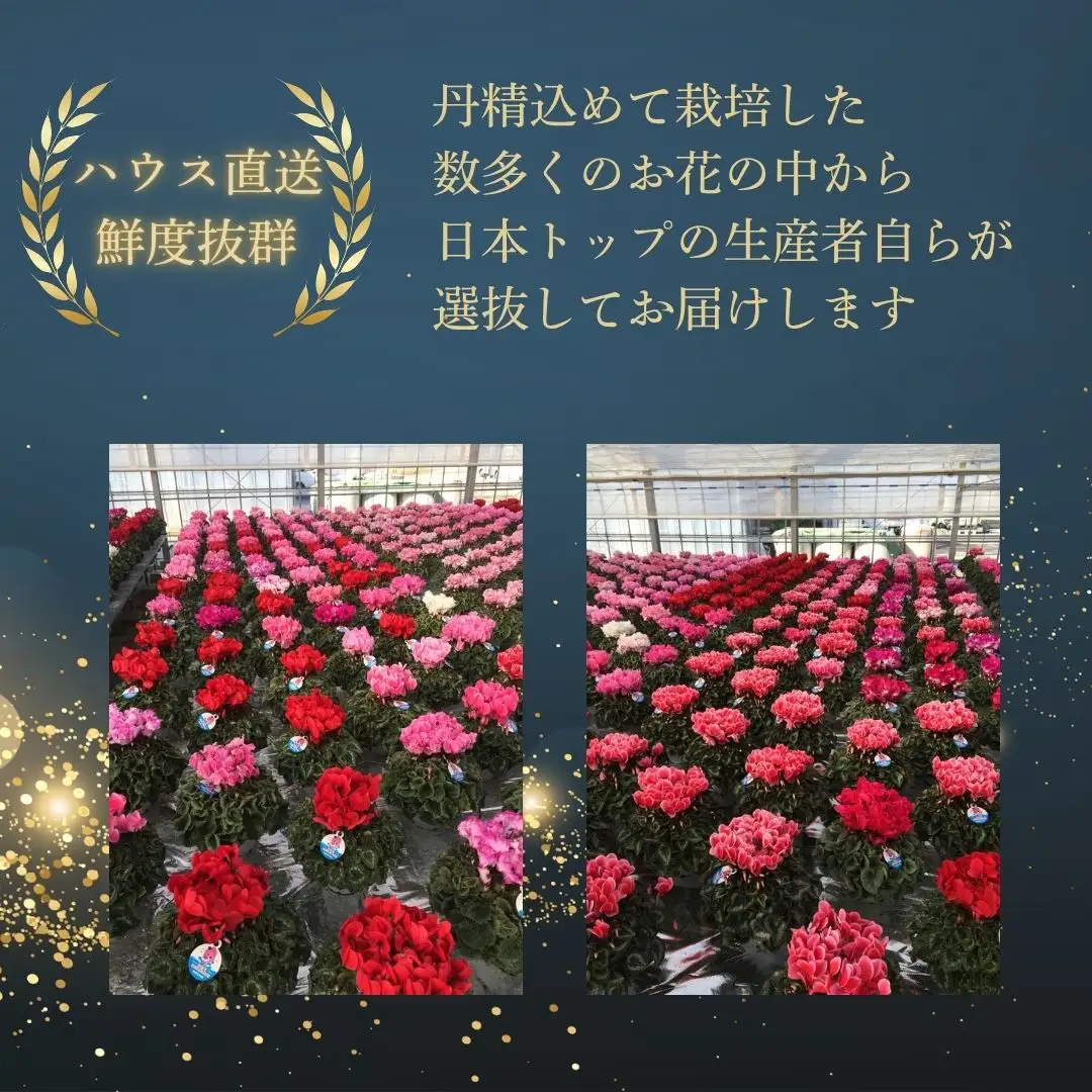 先行予約 アジサイ トゥルースピンク 5号鉢 | あじさい 紫陽花 ピンク 花ギフト 鉢植え 根本園芸