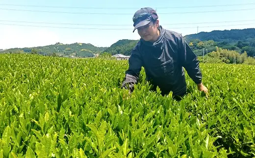 深蒸し菊川茶ボトル飲料 「 CHAGUSABA 」 290ml × 48本セット （ 1ケース： 24本 計2ケース ） お茶 緑茶 日本茶 深蒸し茶 菊川茶 茶葉 茶 静岡茶 飲料 缶 ボトル ビタミンC 国産 静岡県産