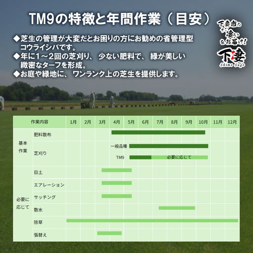 先行予約】10㎡分 省管理型プレミアム高麗芝 「TM9（芝生