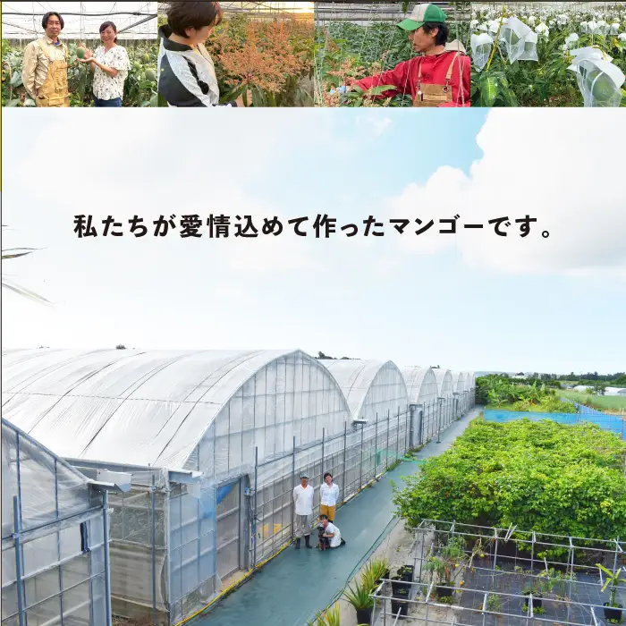 《2026年発送》宮古島すがわら農園 【訳あり】 キーツマンゴー 3玉（FR013）