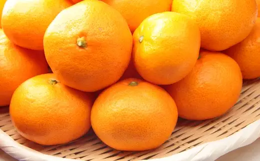 温州みかん 約2.5kg 2S ～ 2Lサイズ みかん ミカン 蜜柑 果物 くだもの フルーツ 柑橘 柑橘系 柑橘類 果実 果肉 国産 熊本県産 【 2026年11月上旬～12月上旬発送予定 】