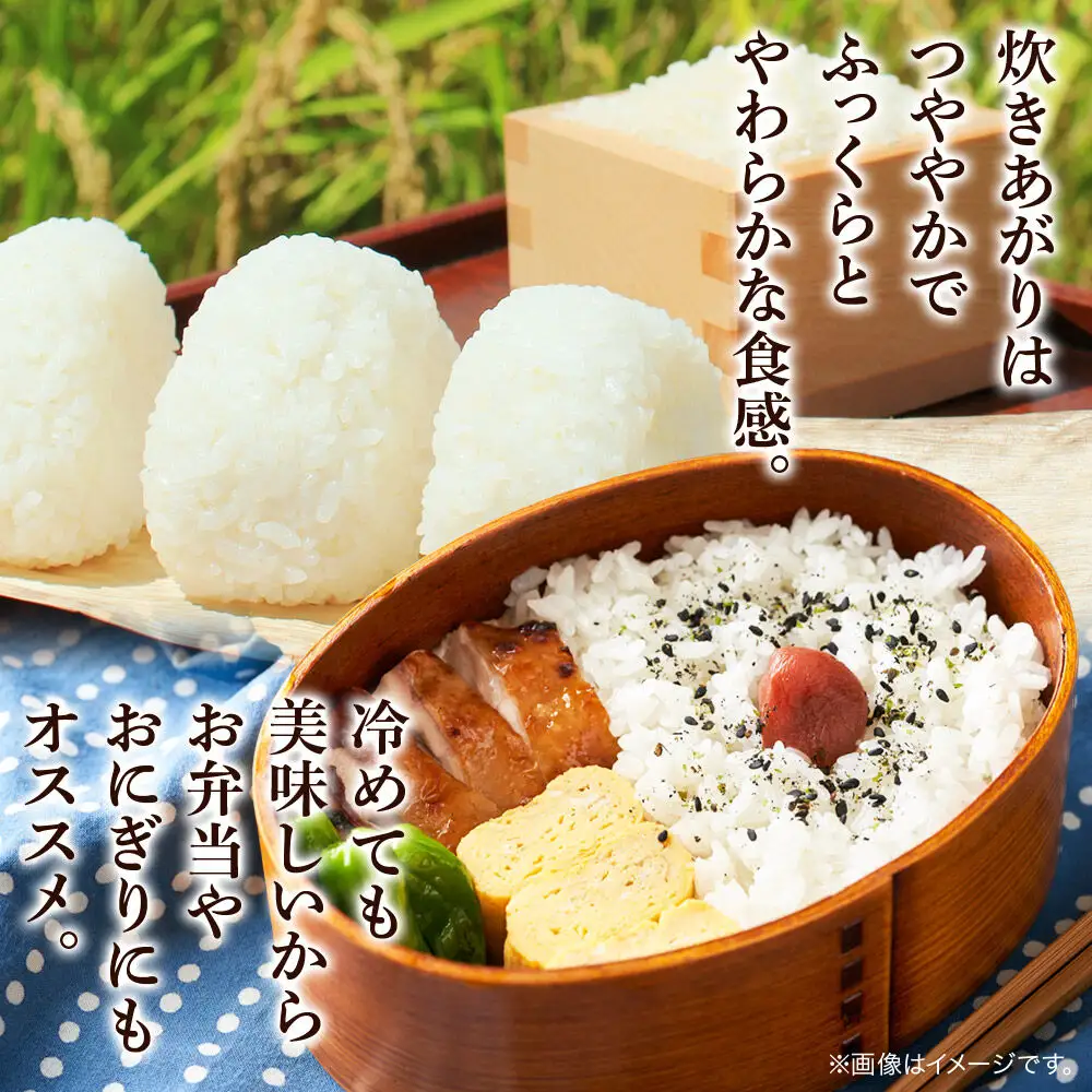 《令和8年産 新米受付》《定期便2ヶ月》米 あきたこまち 5kg【無洗米】秋田県産