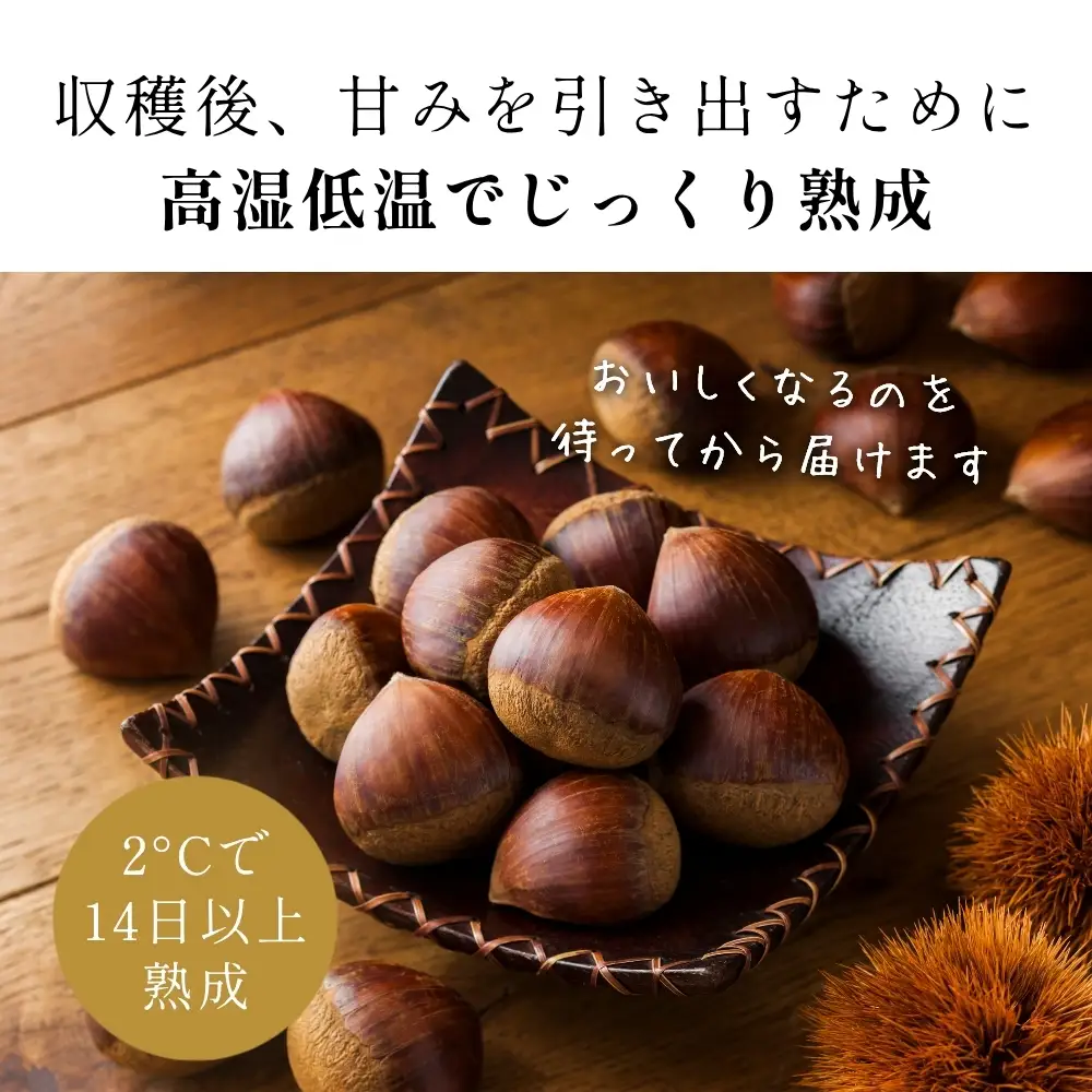 〈予約 期間限定〉訳あり 熟成丹波栗 L or LL 混載 2kg 栗