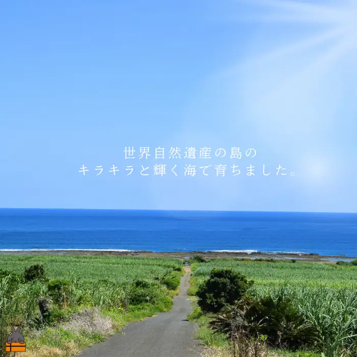 《年末お届けお約束》新鮮なまますぐ冷凍!!徳之島産冷凍伊勢海老2kg（3尾～5尾） （ 伊勢えび イセエビ 伊勢えび 伊勢エビ えび エビ 海老 海産物 サンユウ ）