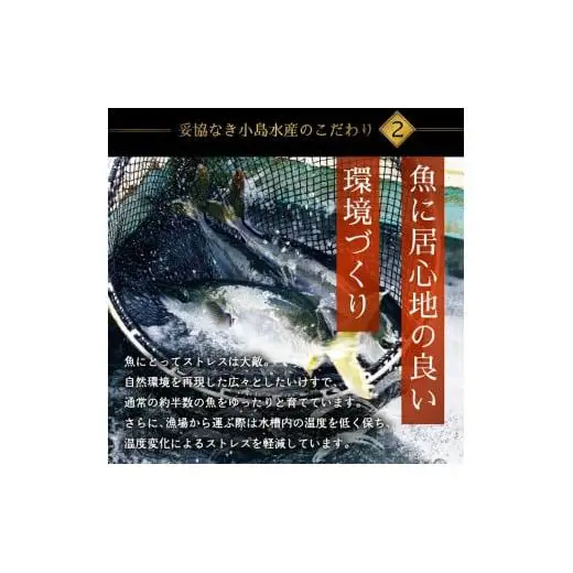 乙女 ブリ 1本 4~5kg 皮を剥いで4柵（アラ入り） 丸ごと一本 ブランド鰤 極みブリ 冷蔵 ブリ しゃぶ 高知県 須崎市 高知 鰤 年末 正月 KS036-3-3x