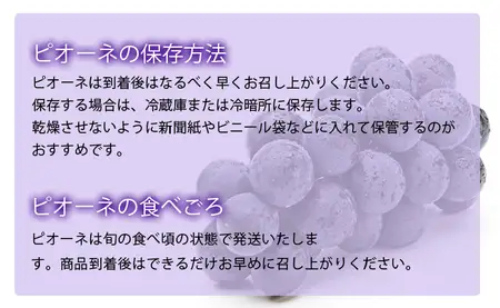 訳あり ピオーネ 約 2kg ご家庭用 ぶどう 【2026年9月中旬頃～順次発送】 農家直送 山形県 朝日町産 山形産 家庭用 自宅用 不揃い 規格外 ブドウ 葡萄 グレープ 果物 フルーツ 秋 送料無料