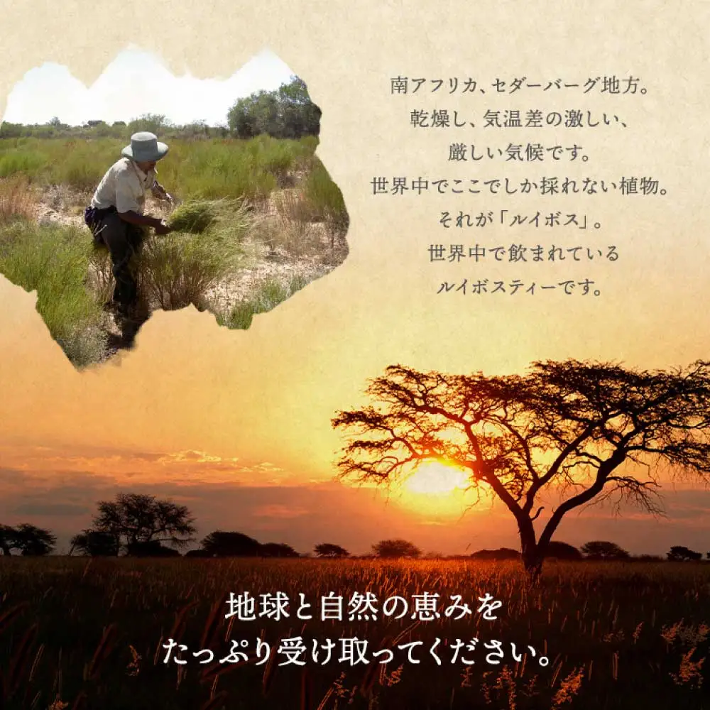 令和8年熊本地震復興支援 ルイボスティー 110包【ネコポス】