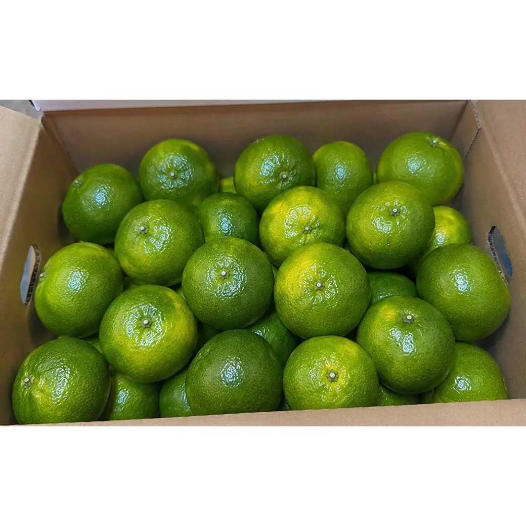 【訳あり】温州みかん 極早生 5kg＋傷み補償分200g 家庭用 (大分早生)【土山農園】 先行予約 柑橘類 フルーツ 9月 ＜050-008＞