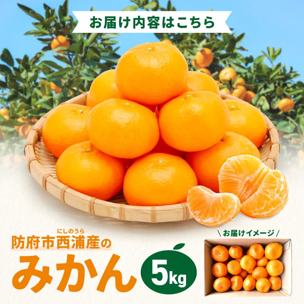 防府市西浦産のみかん 5kg 美日山 山口県 防府市 12-046-0001 みかん 5kg 温州みかん フルーツ 柑橘 果物 赤土 産地直送 美味しい 旬