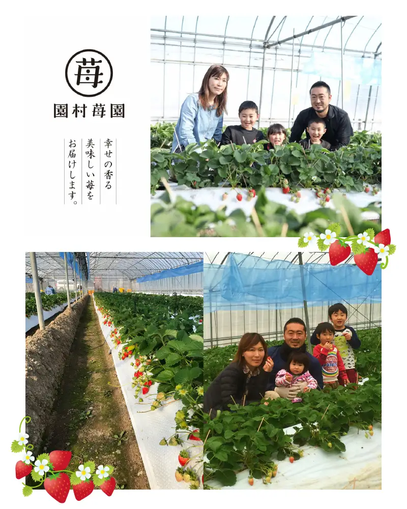 【先行受付】園村苺園　完熟冷凍いちご「ぷち苺」1kg（500g×2パック）【定期便 12回】_U74-T019_12
