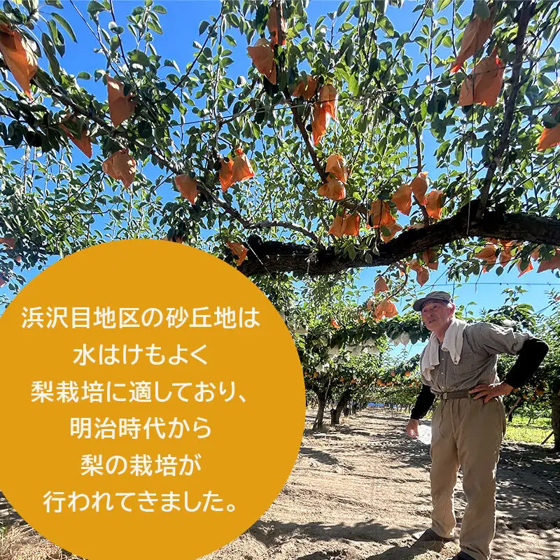 ～期間限定～白神山地峰浜沢目地区で育った和梨「あきづき」約3kg