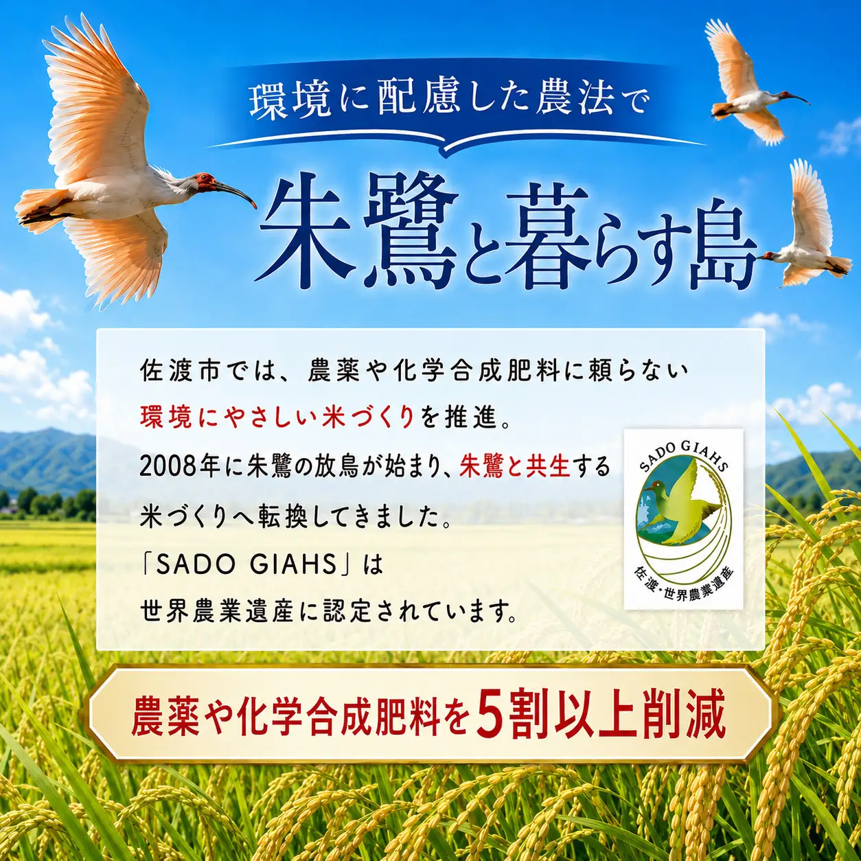【3か月定期便 令和8年産】佐渡産にじのきらめき 精米(5kg×3回) 栽培期間中 農薬・化学肥料不使用 矢田農園