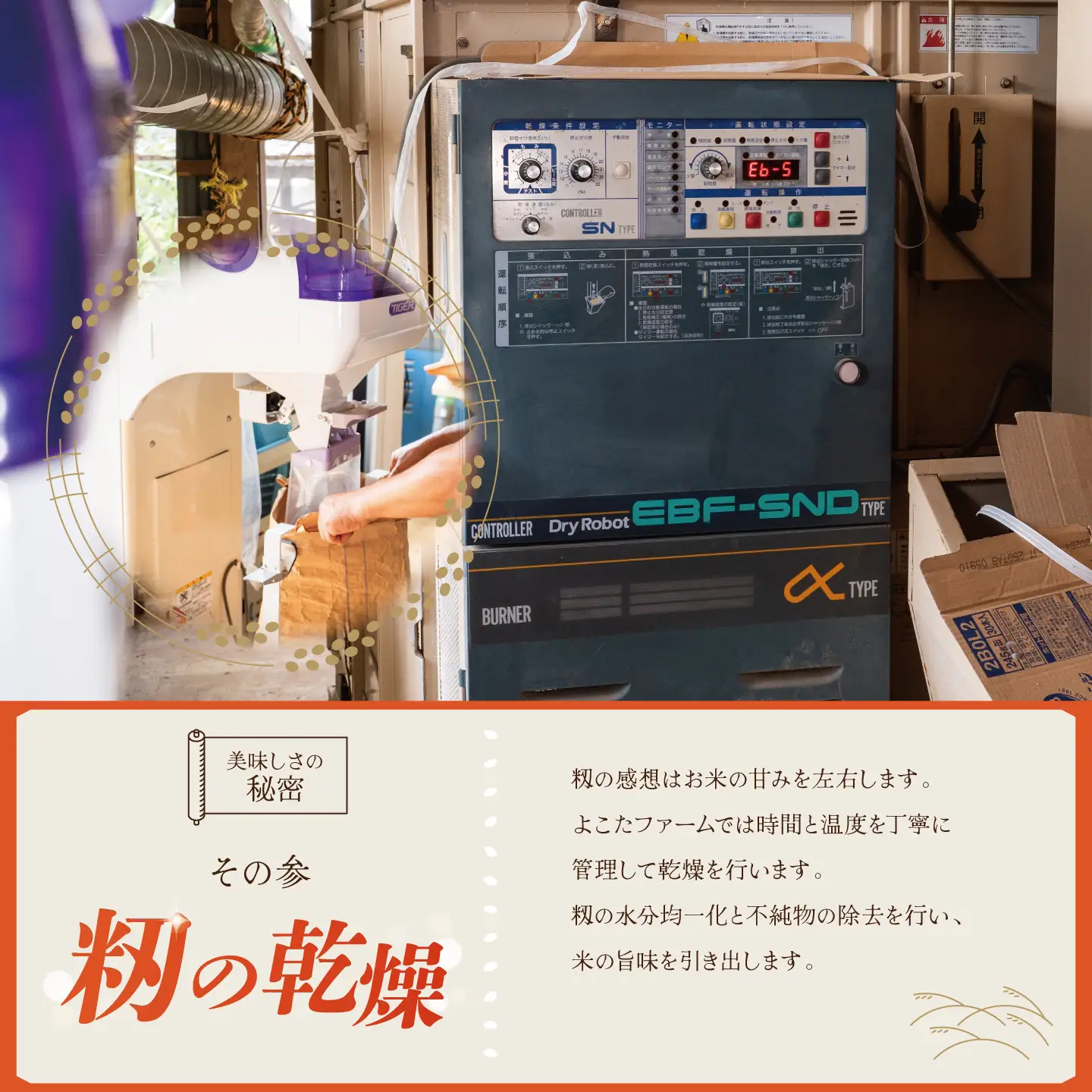 【6回定期便】令和8年産 コシヒカリ 精米 5kg 新米 こしひかり