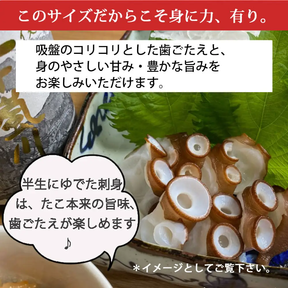 【お歳暮】活き締め真たこ1ぱい約1kg　レシピ付き 蛸 生 刺身