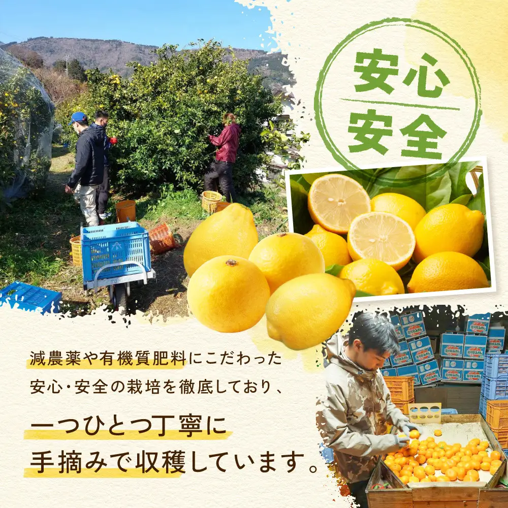 璃の香レモン(4kg)※11月中旬～順次発送 | 湯河原町 柑橘 旬 果物