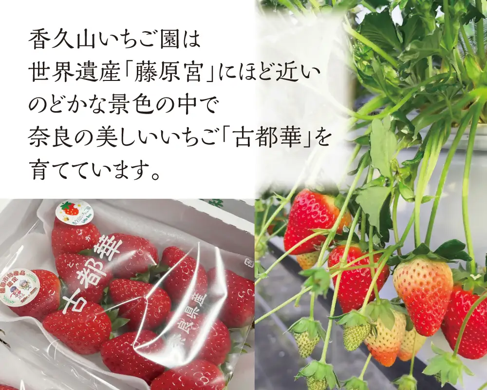 甘さ格別！奈良の高級いちご「古都華」2パックセット ※2027年1月～発送