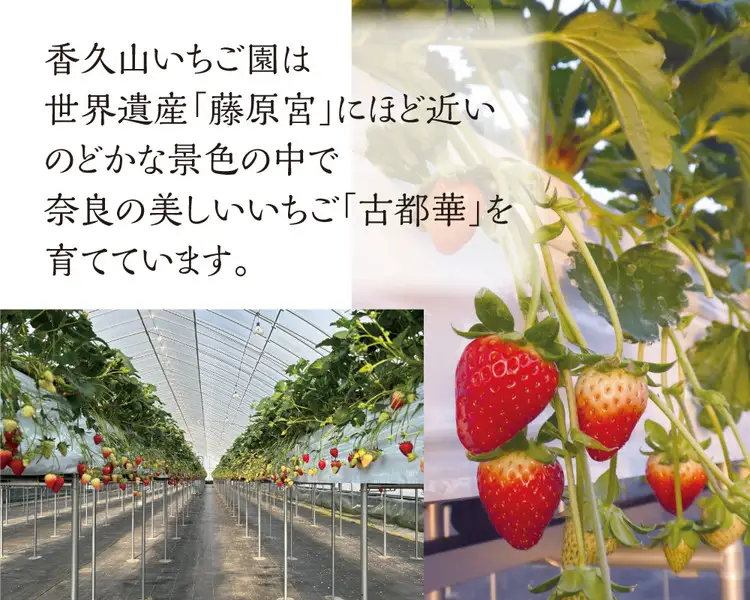 農園仕込みの贅沢ジェラート。奈良ブランドいちご「古都華」ジェラート9個セット（古都華みるく・古都華ソルベ・香久山みるく）