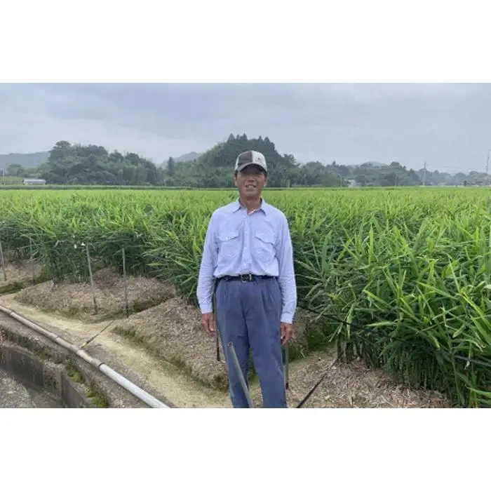 一度は食べてみたい生姜の佃煮12袋セット