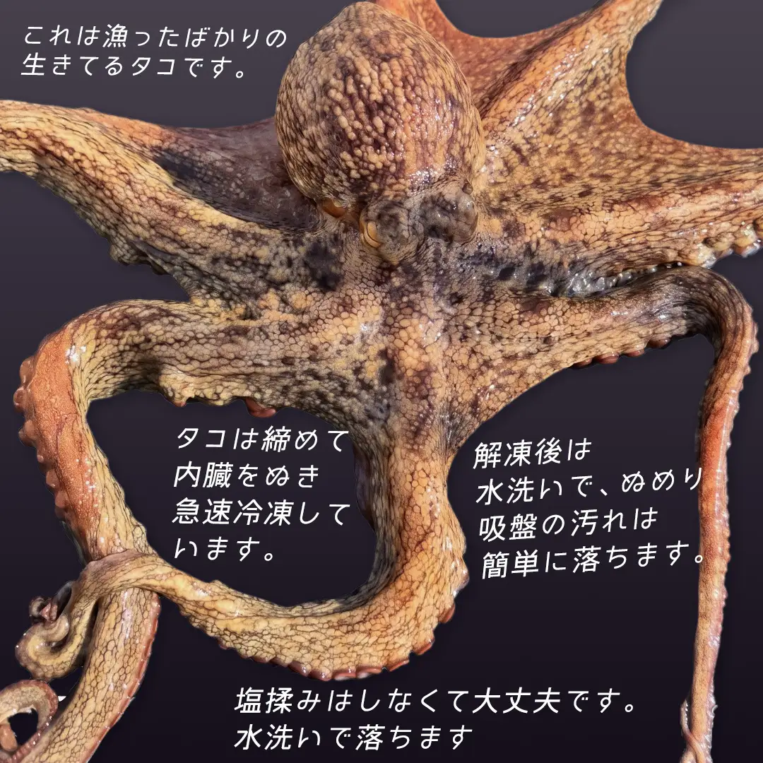 瀬戸内海産 天然真蛸 1杯分 冷凍真空パック [OK39_007]