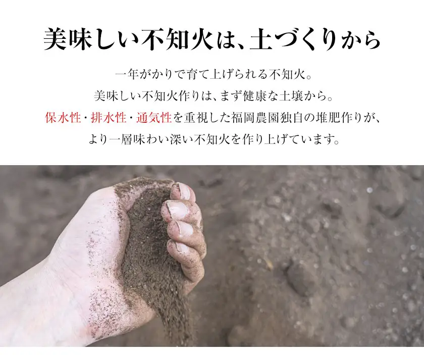 不知火 福岡農園 不知火 3.5kg 贈答用