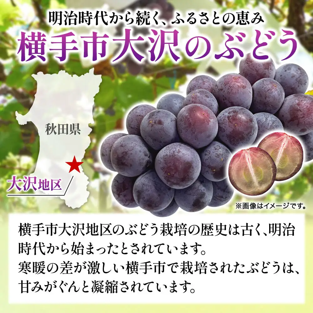 濃甘な完熟葡萄 横手市大沢地区産 旬な種無し大粒品種 巨峰  約2kg フルーツ 果物 秋田
